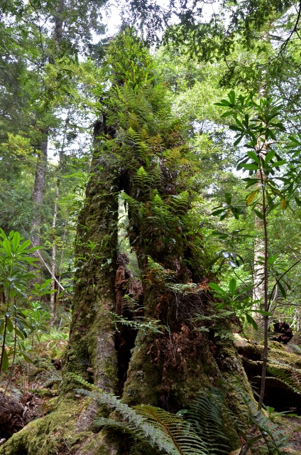 Savage River walk (2) (424x640).jpg