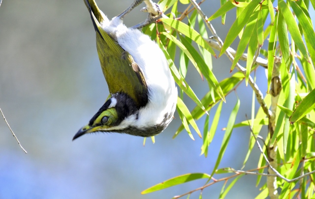 Blue faced honeyeater (1) (640x405).jpg