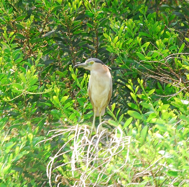 Nankeen night heron (2) (640x632).jpg