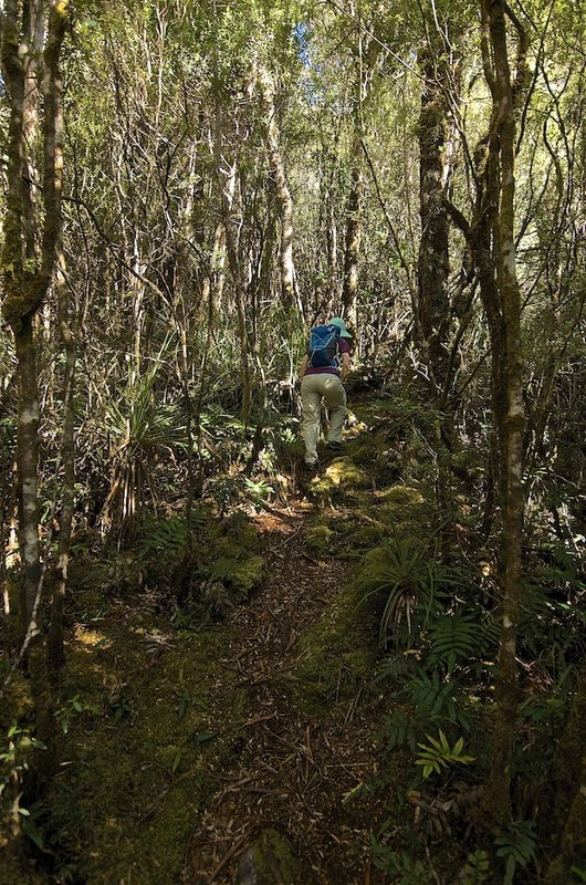 Mount Murchison - heading up through forest.jpg