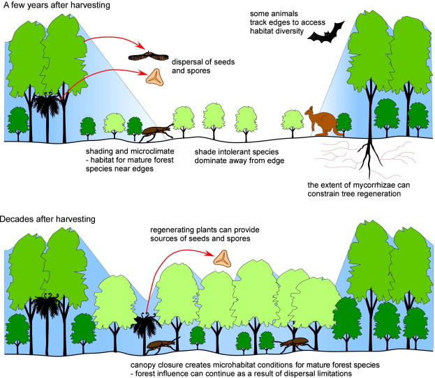forest regeneration.jpg