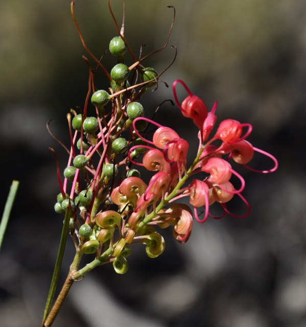 Isla Gorge - grevillea (3) (599x640).jpg