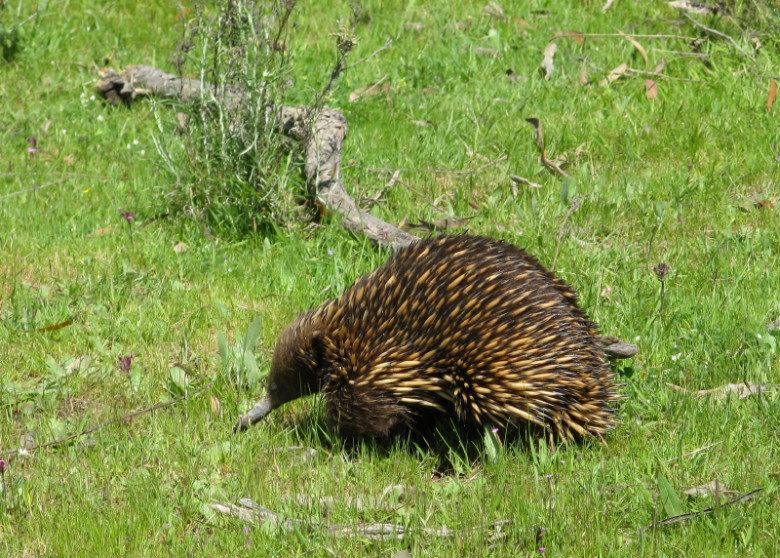 Echidna 091014.jpg