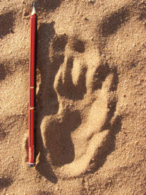 FootprintMeasure.jpg