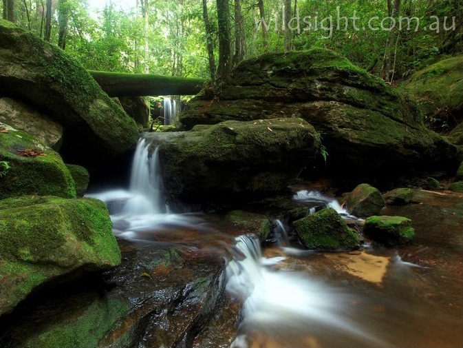 Cascades and rainforest below Oakland Falls.jpg