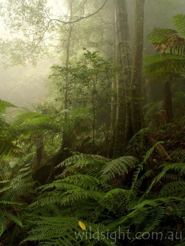 Rainforest, Leura Cascades track.jpg
