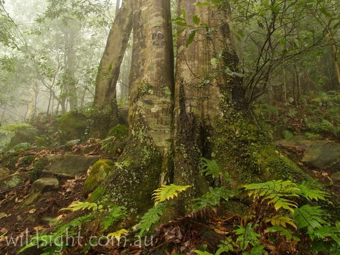 Rainforest tree 2.jpg