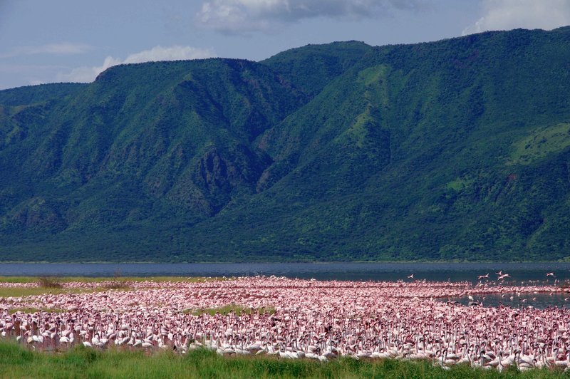 Flamingos2547.jpg