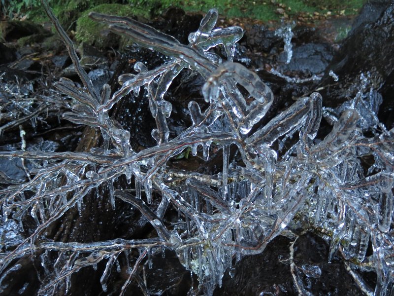 icy_branch.jpg