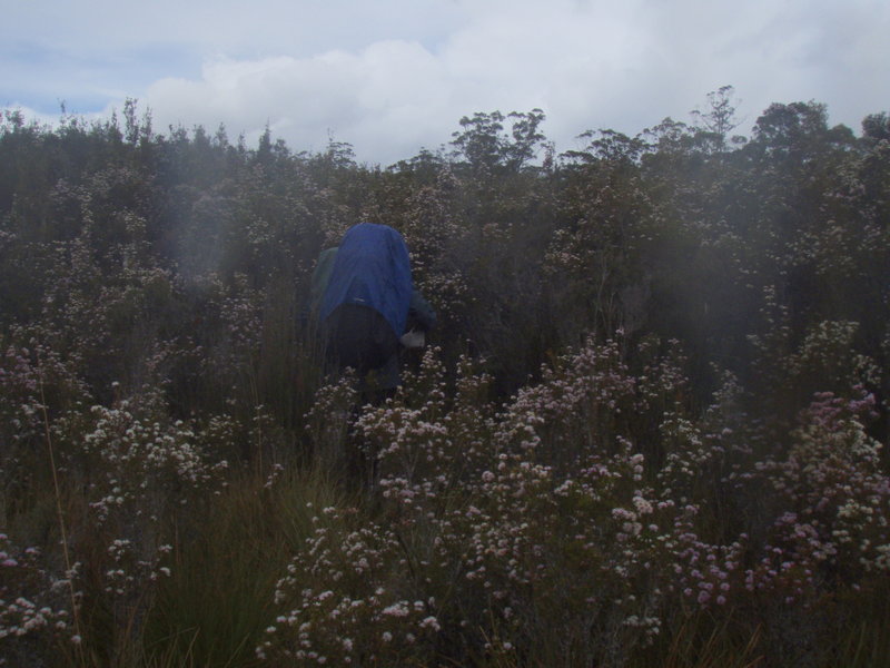 983  -  ENTERING TEATREE SWAMP ON SOUTH LODDON PLAIN (2).jpg
