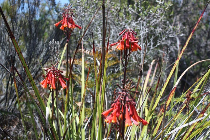 More Blanfordia Punicea.JPG