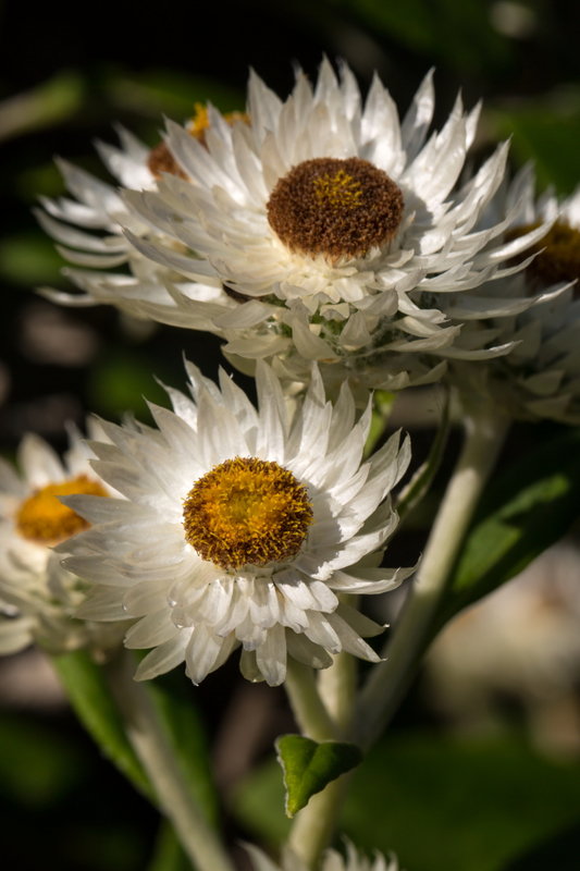 017 Paper daisy.JPG