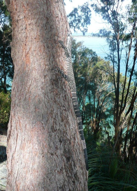 goanna.jpg