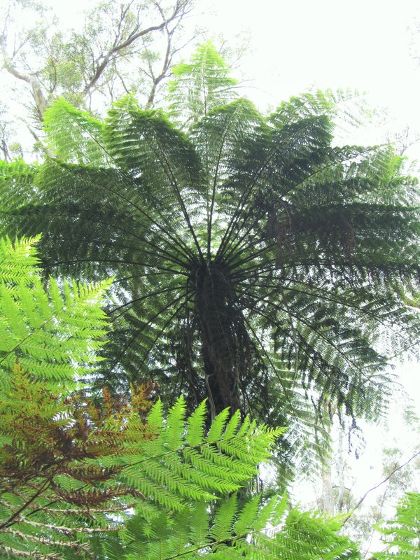 Cyathea x marcescens.jpg