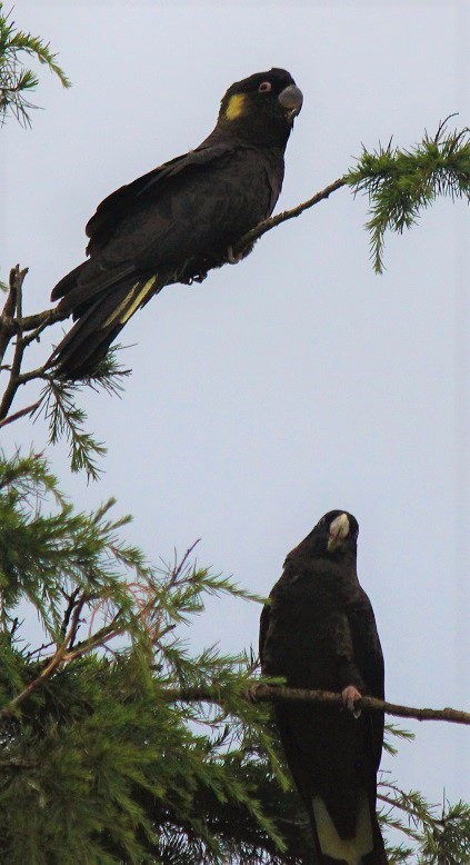 Yellow Tail Black Cockatoos.jpg