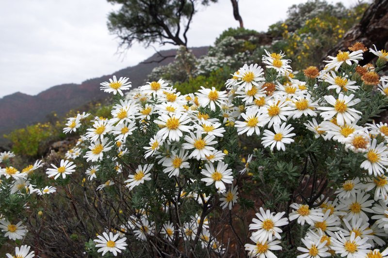 1897MountainDaisies.jpg