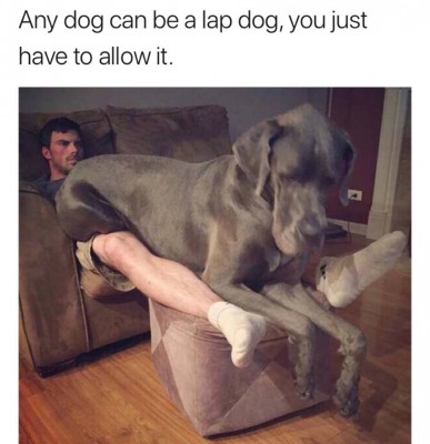 Lap dog.jpeg