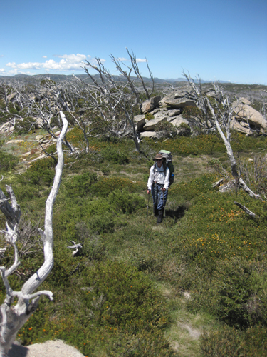 Bushwalk_IMG_6867.jpg