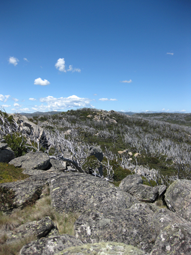 Bushwalk_IMG_6872.jpg