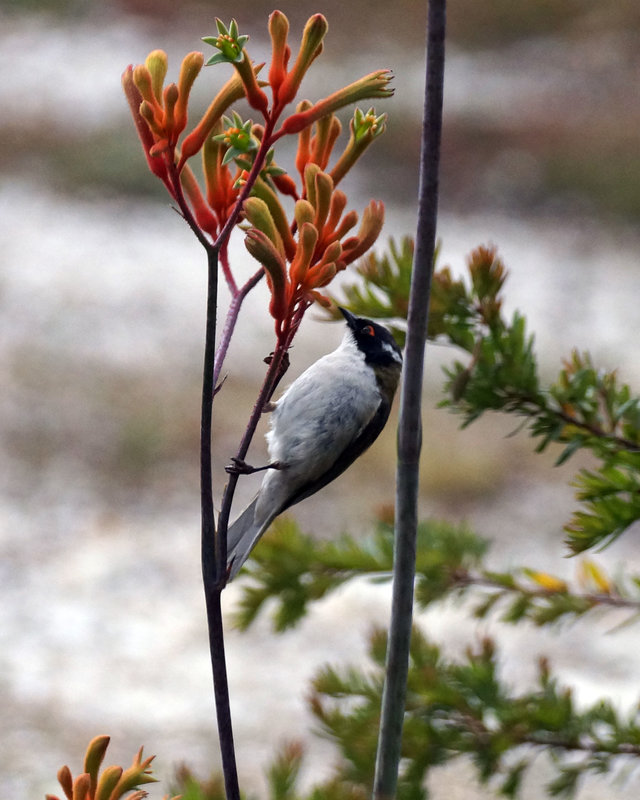 Towny-crowned-honeyeater.jpg