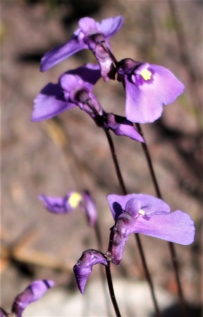 Utricularia dichotoma.jpg