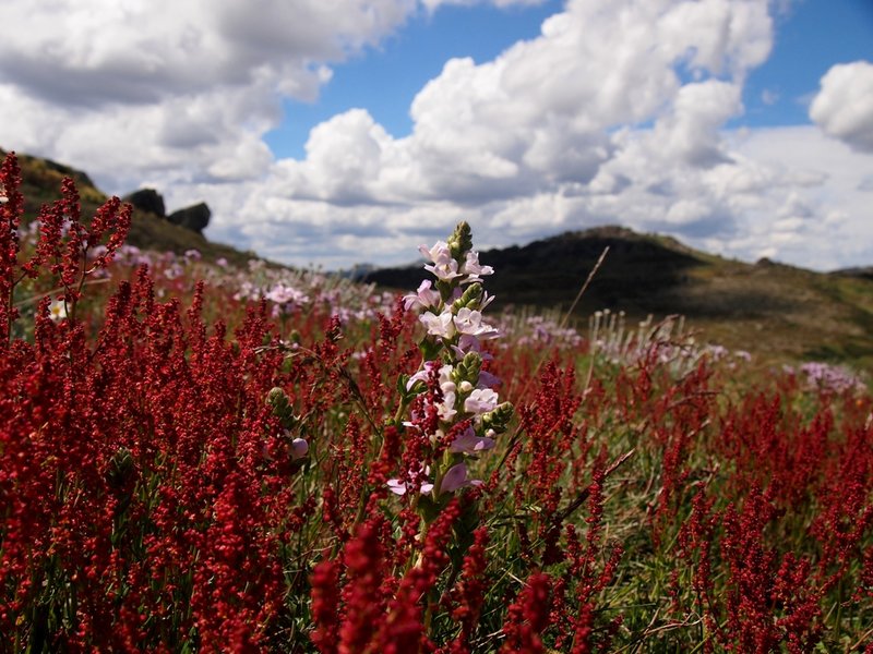 Unknown alpine plant KNP.jpg