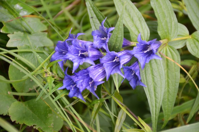 Cascate di Fanes - gentian (2).JPG