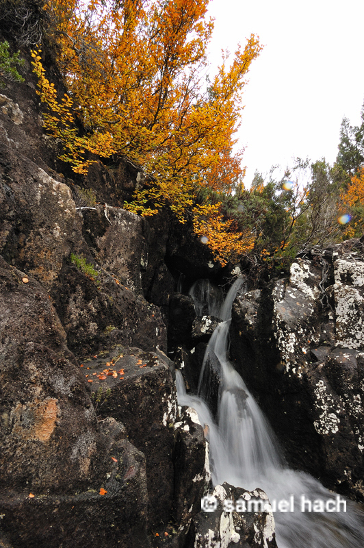 fagus 2.JPG