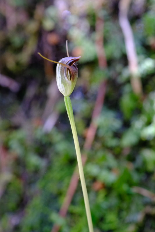 Pterostylis pedunculata.JPG