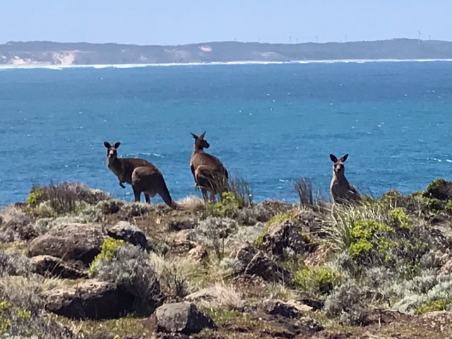 Clifftop mob.JPG