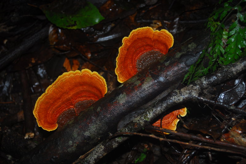 Barrington Tops - Blue Gum Loop (16).jpg