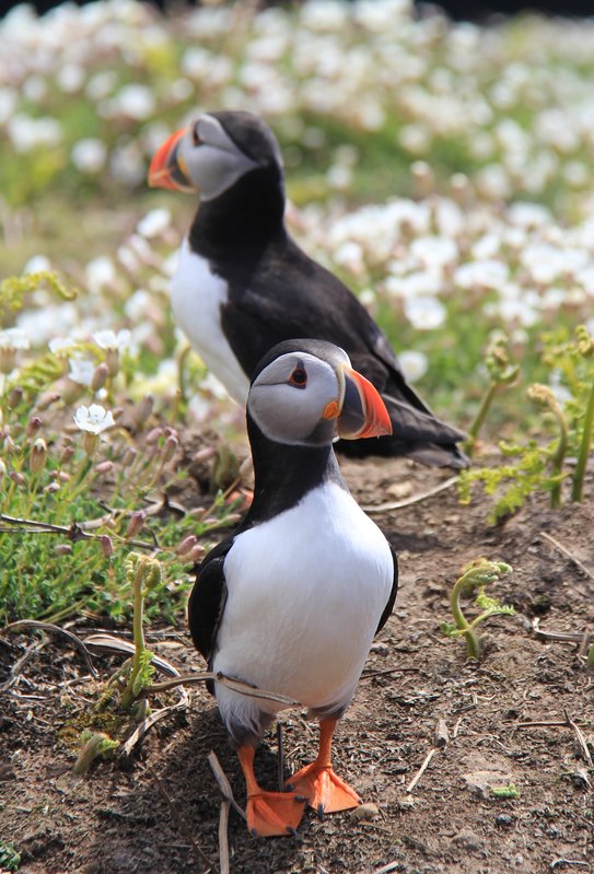 puffin crop.jpg