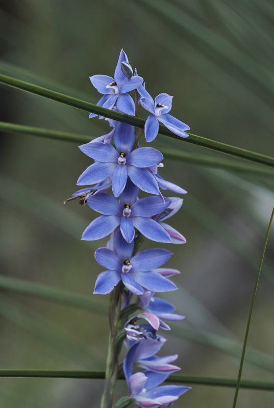 blue lady orchid.jpg