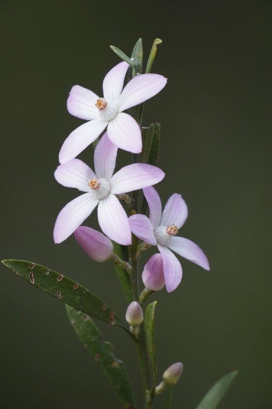 pink wax flower.jpg