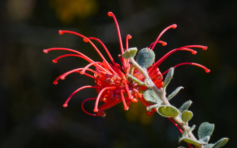 Red Spider Grevillea.jpg