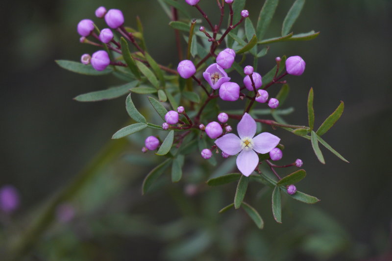 Sydney Boronia.jpg