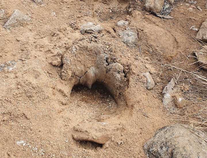 camel-footprint.jpg