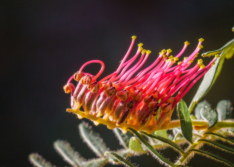 Grevillea caleyi.jpg