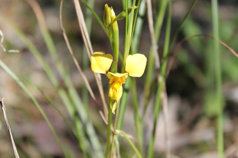 golden donkey orchid.JPG