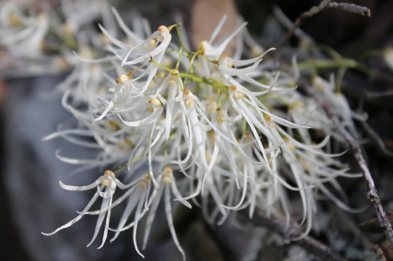 tongue orchid.JPG