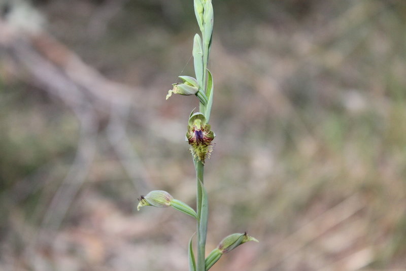 copperbeard(C campestris).JPG