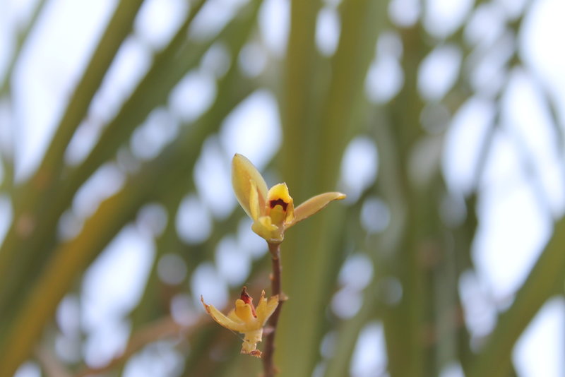 snakeorchidflower.JPG