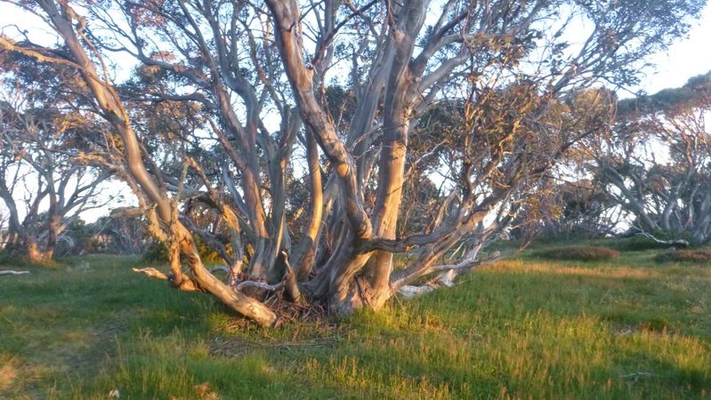 Diamantina dawn trees S.jpg