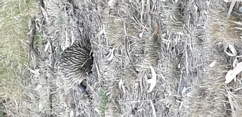 echidna.jpg