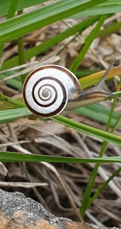 Snail.jpg