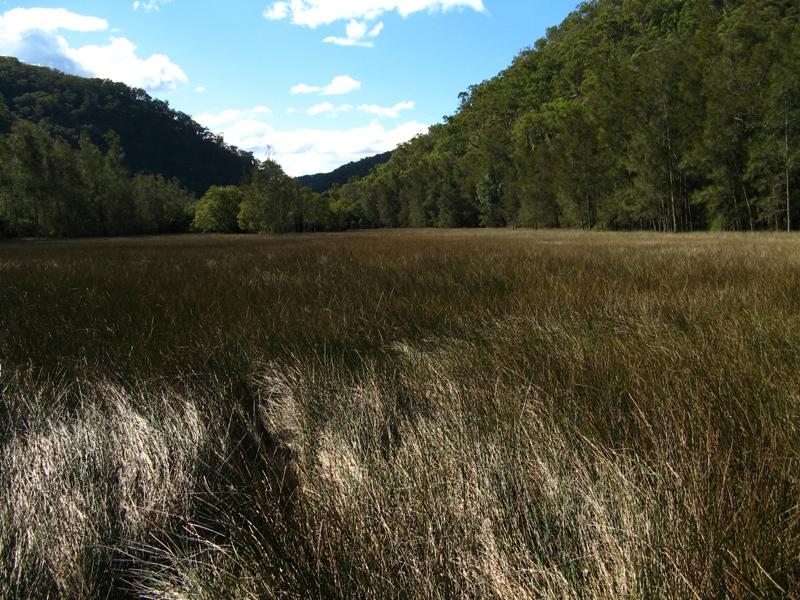 Salt Marsh Plain.jpg