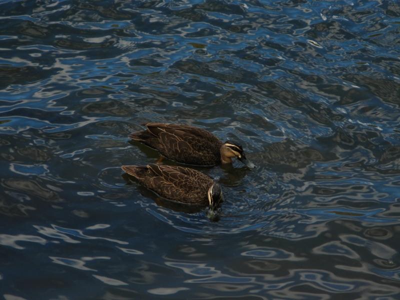 Ducks near Crosslands.jpg