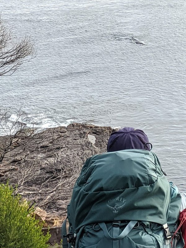 Whale on Light to Light walk.jpg