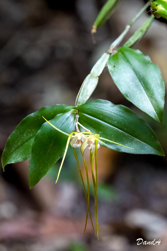 Dendrobium Tetragonum-001.jpg