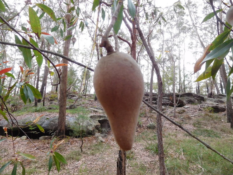 woody pear.JPG